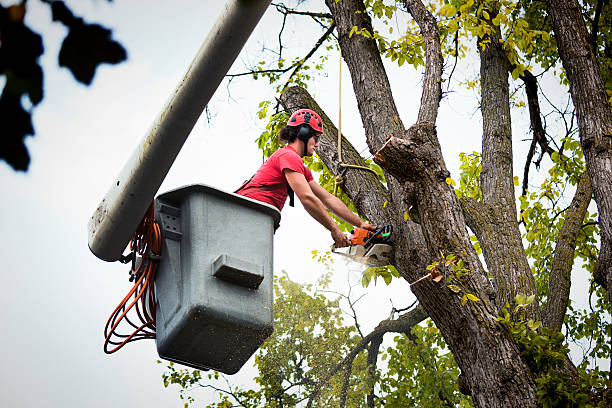 Best Tree Risk Assessment  in USA